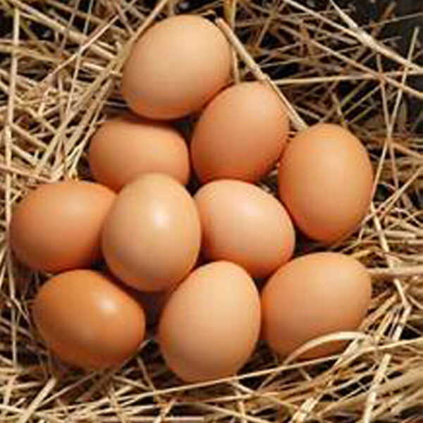 Fresh Poultry Raw Egg | Half Card | 15 Pieces - Image 3