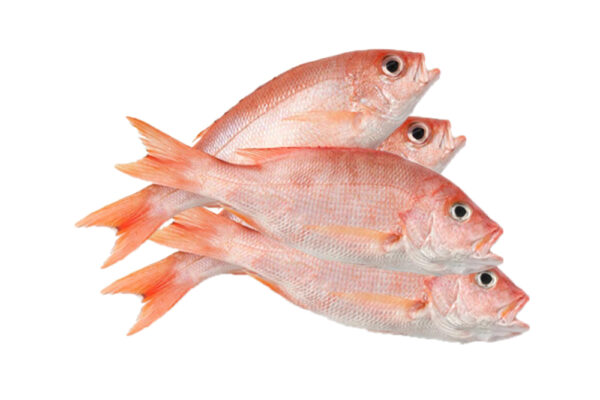 Red Snapper Fish Fresh Small Sizes 4 Piece