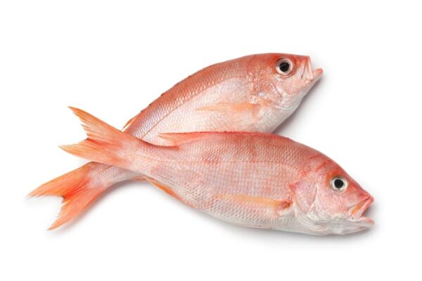 Red Snapper Fish Fresh Small Sizes 4 Piece - Image 2