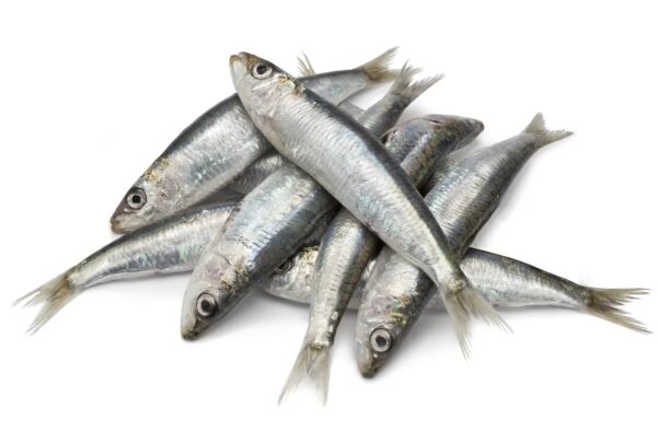 Fresh Sardines 10 Piece