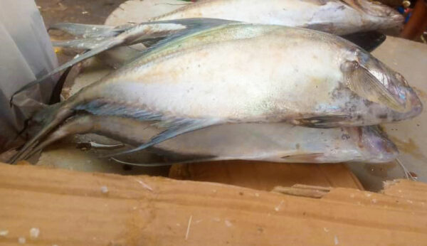 Fresh Mackerel Medium Sizes 3 Piece - Image 2