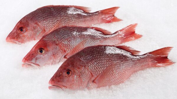 Red Snapper Fish Fresh Small Sizes 2 Piece